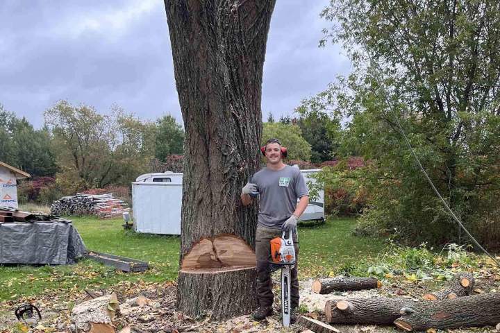 Pour abattre les arbres en toute sécurité