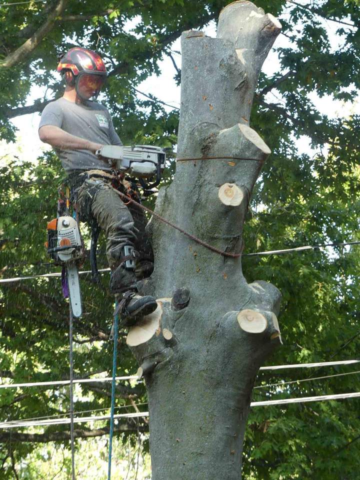 Démontage d'un arbre mal placé, Nicolet