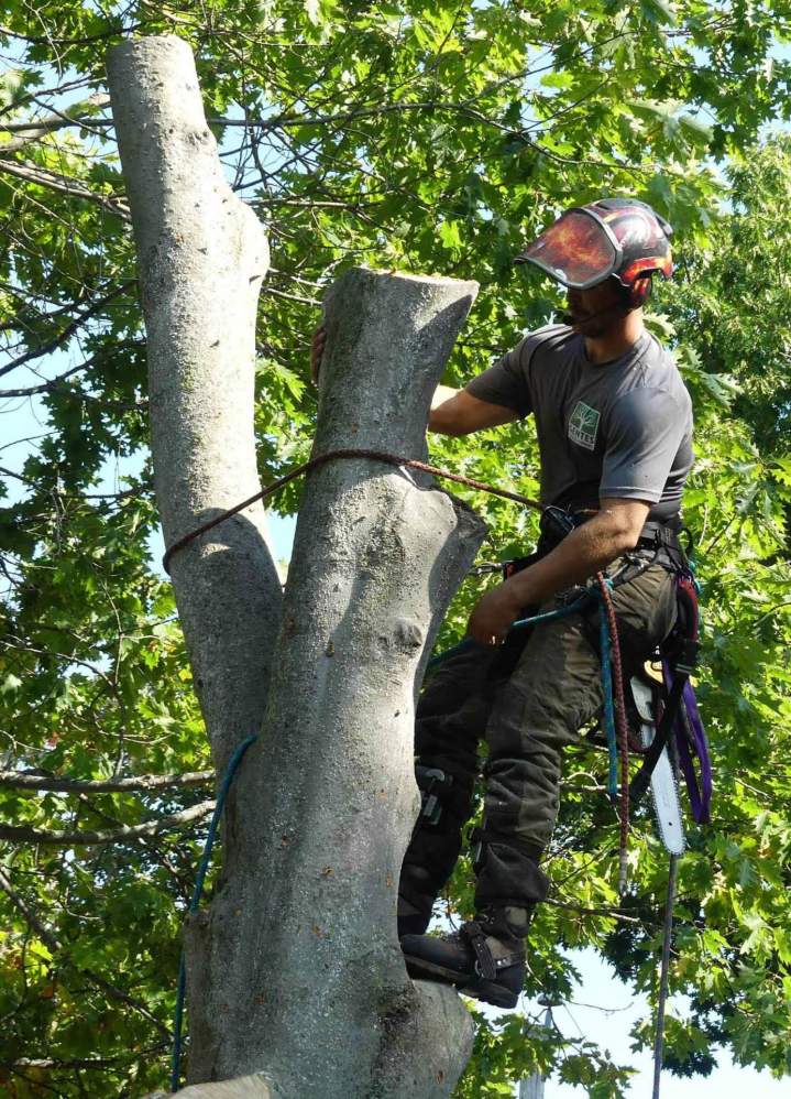 Abattage d'arbres, Nicolet
