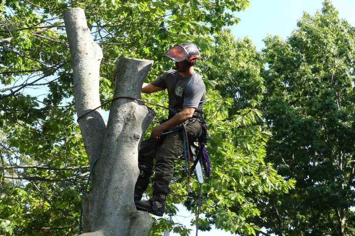 Démontage d'arbres, Nicolet