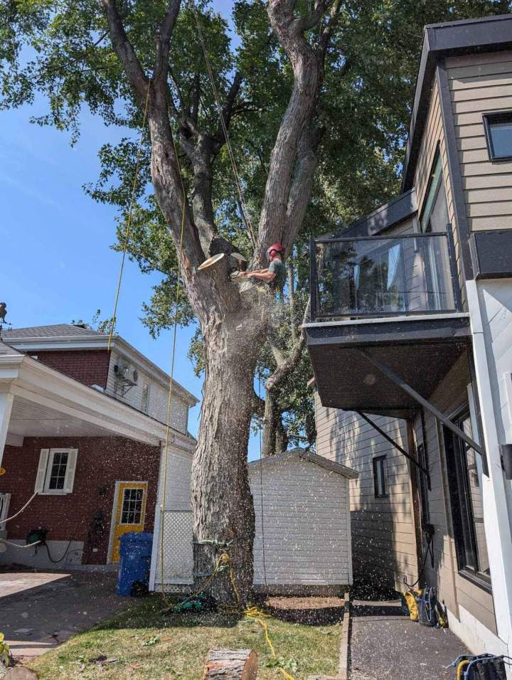 Coupe d'un tronc d'arbre, Nicolet
