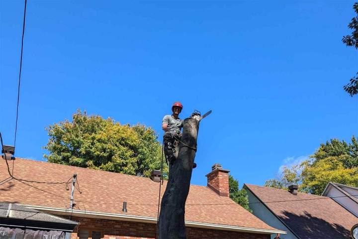 Expert en abattage d'arbre, Nicolet