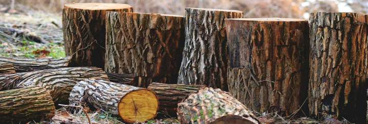 Troncs d'arbre coupés, Nicolet