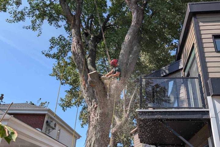 Des techniques de taille précises pour la santé des arbres