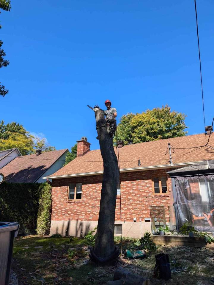 Découpe d'un tronc d'arbre, Nicolet