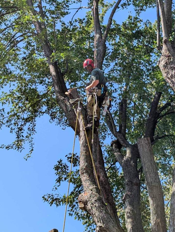Démontage d'un tronc d'arbre encombrant, Nicolet