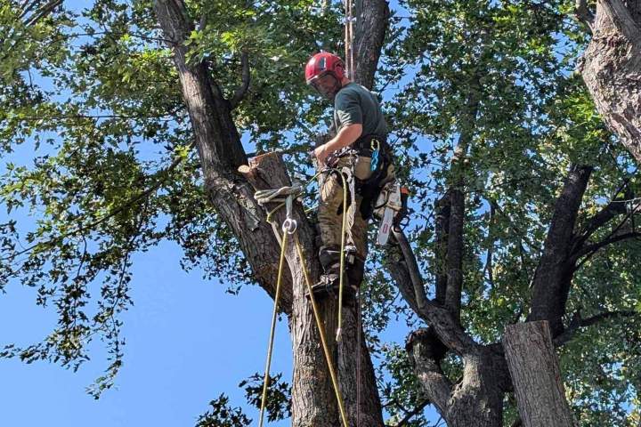 Démontage d'arbre dangereux, Nicolet