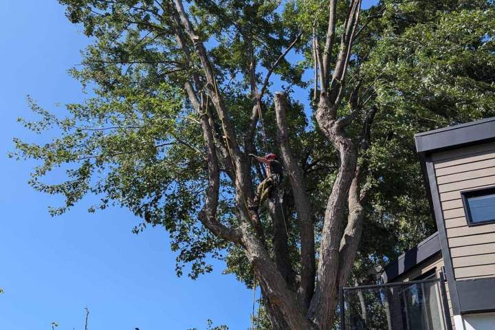 Travaux d'élagage en hauteur, Nicolet