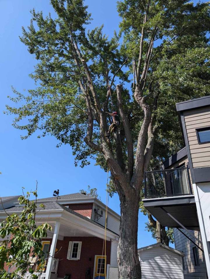 Arboriste-grimpeur professionnel, Nicolet