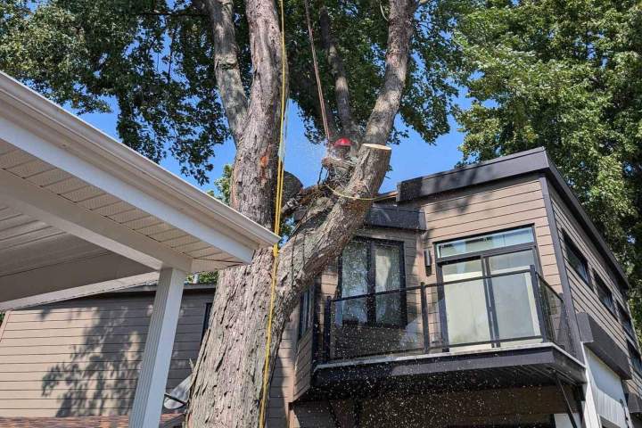 Élagage sécuritaire, Nicolet