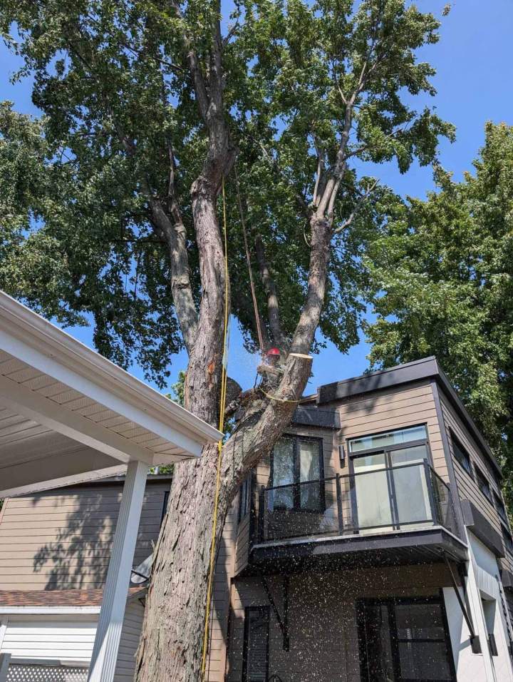 Travaux d'élagage résidentiel, Nicolet