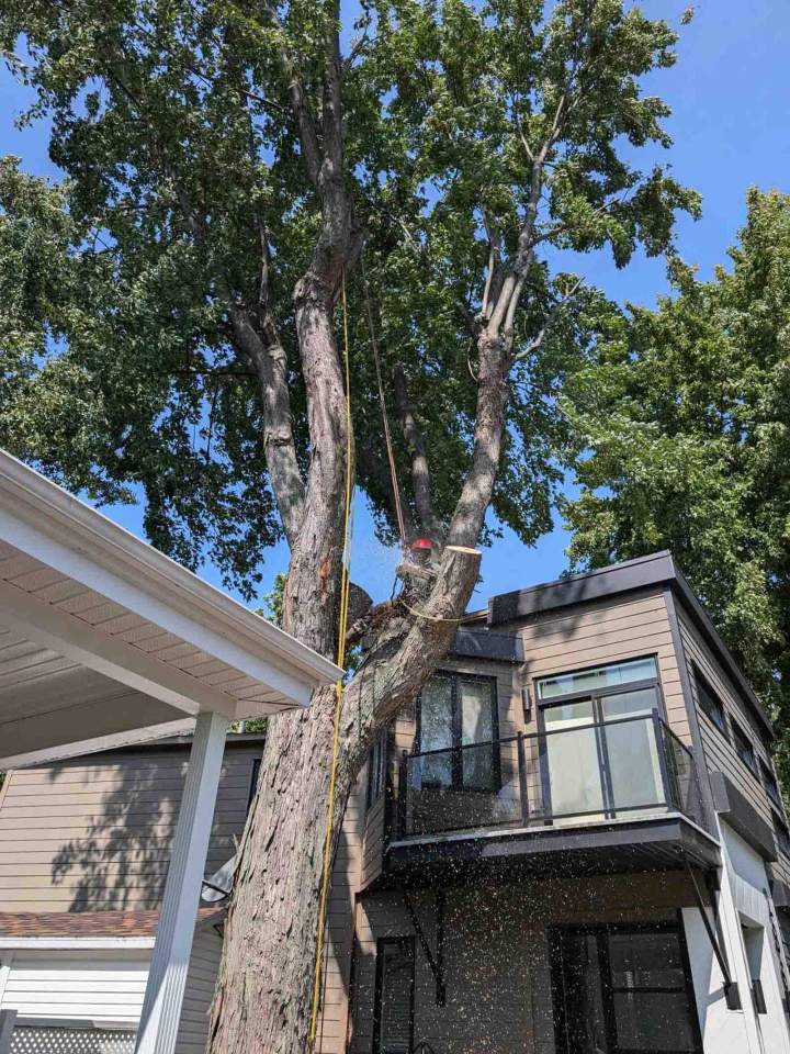 Élagage d'un arbre dangereux, Nicolet
